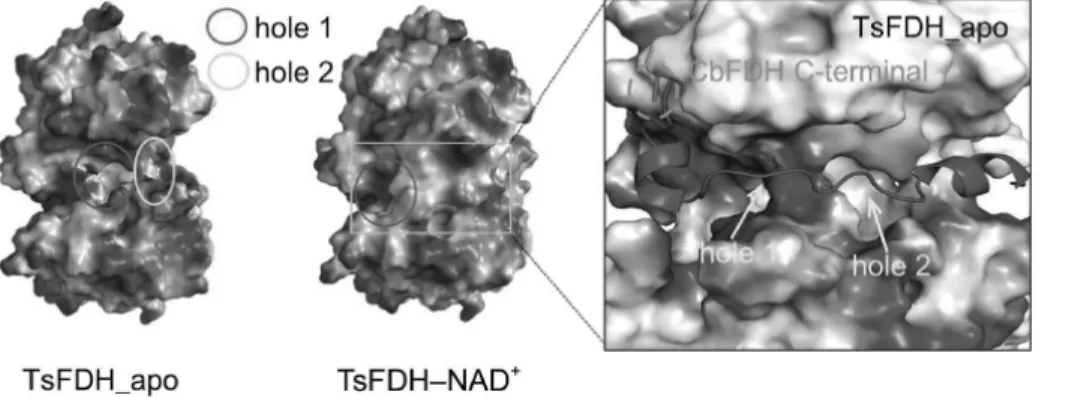 Figure 5. Mo-pterin 포함 formate dehydrogenase에 의한 개 미산 합성 기작[6].