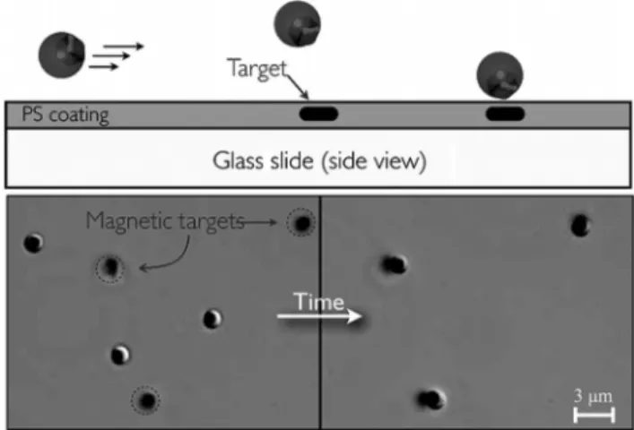 Figure 7. Distinct particle formations in an identical cross-shape  micro mold. (a) Schematic diagrams for the particle  syn-thesis procedures, (b) Uniform cross-shaped and spherical  particles upon UV exposure, resulting from with and  without wetting flu