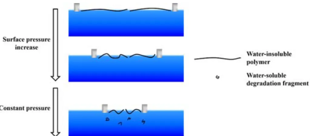 Fig.  1.  Schematic  representation  of  hydrolyzable  polymeric  monolayers  on  the  water  subphase