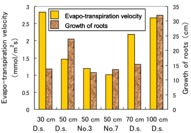 Figure 7 indicates that evapo-transpiration velocity  relates to the length of roots. The larger the velocity is,  the longer the length