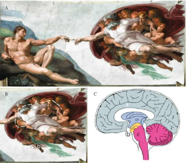 Fig. 2. The creation of Adam (A). The background figures and shapes portrayed behind the figure of God appeared  to be an anatomically accurate picture of the human brain
