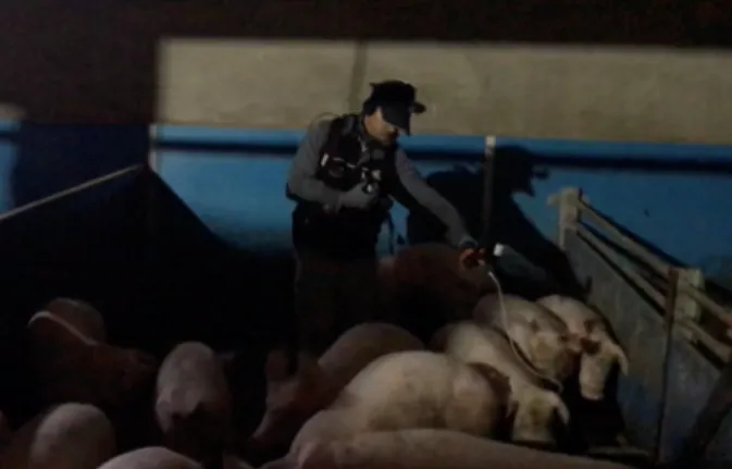 Figure 4. Vaccination in pig room