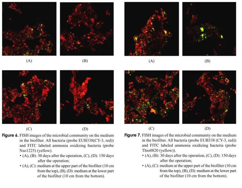 Figure 7. FISH images of the microbial community on the medium  in the biofilter. All bacteria (probe EUB338 (CY-3, red))  and FITC labeled ammonia oxidizing bacteria (probe  Thio0820 (yellow))