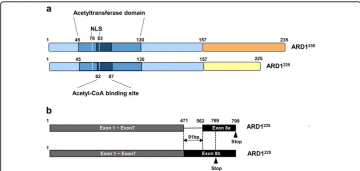 Fig. 1 The structure of ARD1. a Structures of ARD1 isoforms. The ARD1 235 and ARD1 225 isoforms share a highly conserved N-acetyltransferase domain located between amino acids 45 and 130 (aa 45 –130)