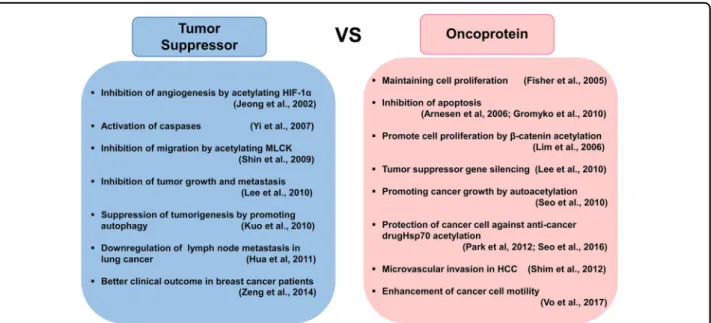 Fig. 2 Controversial roles of ARD1 in cancer development and progression. Many studies have reported an important role of ARD1 in cancer progression