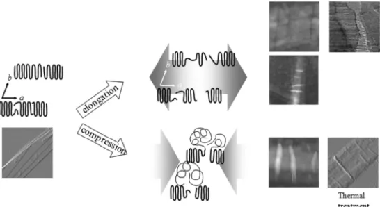 Figure 3. Schematic representation of the chain folding in PHB lamellar crystals after mechanical deformations