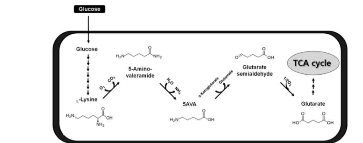Figure 3.  글루코스로부터 5-aminovalerate  및 glutarate의 생산.