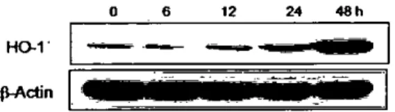 Figure 4 ， Effect of isoacteoside on phospho ErK expression. Western blol analysis WD.S performed using phospho grK specific anlibody ‘