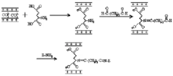 Figure 5. Penicillin G acylase 효소의 고정화 과정. 서 알콜의 호기성 소화에 적용하였다 [16].  이 중에 서  Au/MgCr-LDH  촉매는  높은  벤즈알데하이드  수율(76%)과 활성(TOF 1,880 h -1 )을 나타내었다