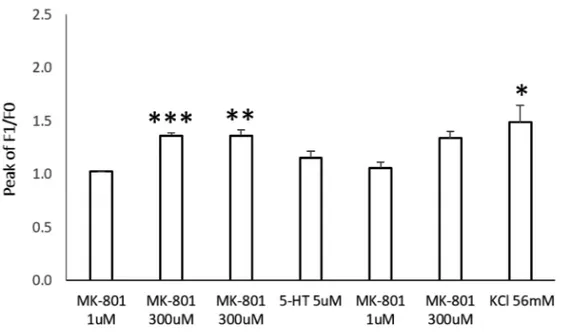 Figure 2. MK-801-induced calcium response in astrocytes. Astrocytes, which were loaded with 3  fluo-4/AM for 15 min,