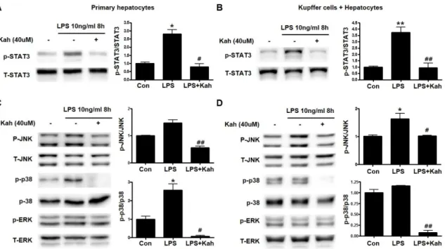 Figure 5. Effect of kahweol on lipopolysaccharide (LPS)-induced activation of the STAT3 and MAPK  signaling pathways