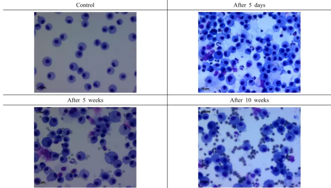 Figure 4. Bronchoalveolar lavage fluid of the rat after the instillation with Korean chrysotile 1  ㎎ (HE staining, X 400, light  microscopy), No asbestos was observed in this microscopy 