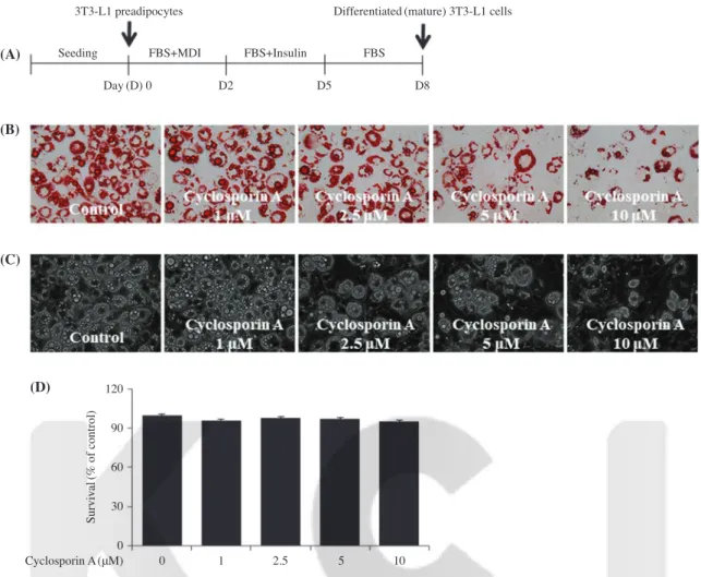Fig. 1.  Effect of cyclosporine A on lipid accumulation and growth in differentiating 3T3-L1 cells