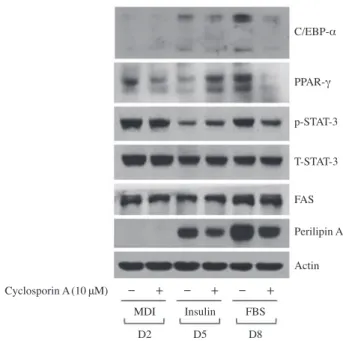 Fig. 4.  Effect of cyclosporine A on mRNA expression levels of FAS  and perilipin A in differentiating 3T3-L1 cells