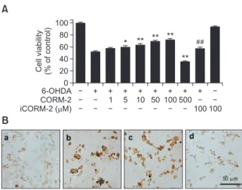 Fig. 2.  Effect of CO on 6-OHDA-induced activation of apoptotic  signals in C6 cells Cells were treated with 6-OHDA (150 µM)  and CORM-2 (10 µM or 100 µM) for 24 h
