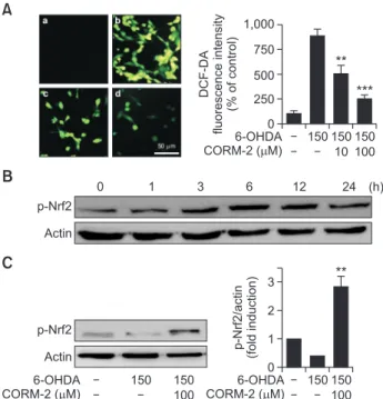 Fig. 4.  Effect of CO on expression of HO-1 in 6-OHDA-treated C6  cells (A-B) Cells were treated with 6-OHDA (150 µM) in the  pres-ence and abspres-ence with CORM-2 (100 µM) for indicated times (A)  and 12 h, the peak time (B)