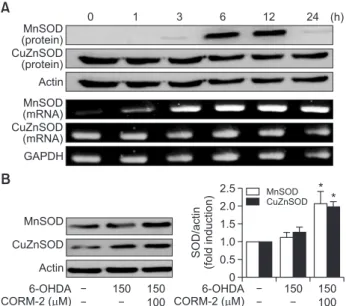 Fig. 5.  CO-induced expression of antioxidant enzyme SOD in  6-OHDA-treated C6 cells (A) Effect of CORM-2 on the protein  and mRNA levels of MnSOD and CuZnSOD in combination with  6-OHDA for indicated periods