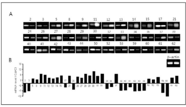 Table 5와 Fig. 1에 제시된 카드뮴의 독성기전에 관련된 유 전자들 중 유전자의 발현변화 정도가 크거나, 카드뮴의 뇌지 저핵에 대한 독성기전 연구에서 아직 보고된 적이 없는 heat shock 27-kDa protein(HSP27), neurodegeneration-associated protein 1(Neurodap1), mitochondrial stress-70 protein(MTHSP70), 멜라토닌 수용체 1a (Mel1a), kinesin