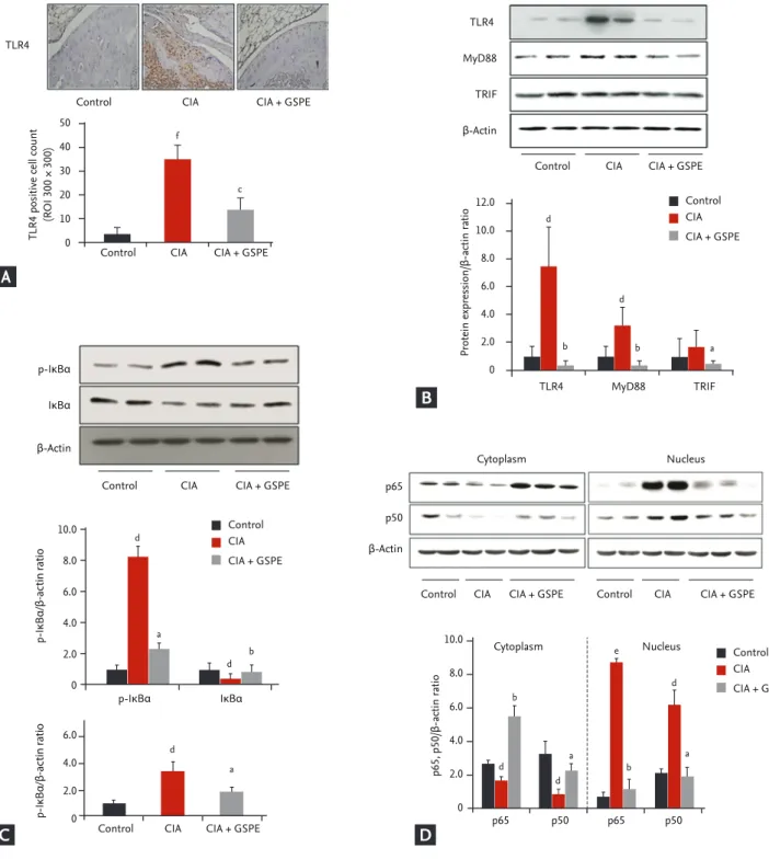 Figure 3. Grape seed proanthocyanidin extract (GSPE) downregulates Toll-like receptor 4 (TLR4) expression and TLR4-medi- TLR4-medi-ated signal transduction proteins in the synovium of mice with collagen-induced arthritis (CIA; n = 8 for each group)