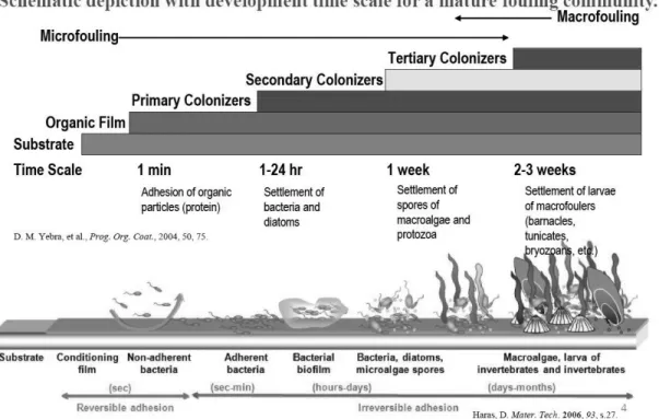 Figure 1.  해생물 착생(biofouling)의 진행단계[13]. 이 매끄럽게 유지되므로 선박 저항 증가를 억제할  수  있다.  이러한  우수한  성능  때문에  TBT  기반  SPC  방오도료는 1970년대 이후 30여 년간 광범위 하게 사용되어 왔다