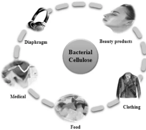 Figure 6. Applications of bacterial cellulose.