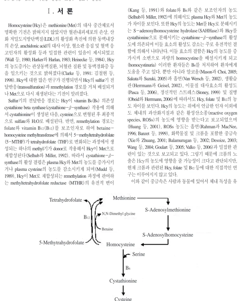 Fig. 1. The metabolism of methionine and homocysteine.