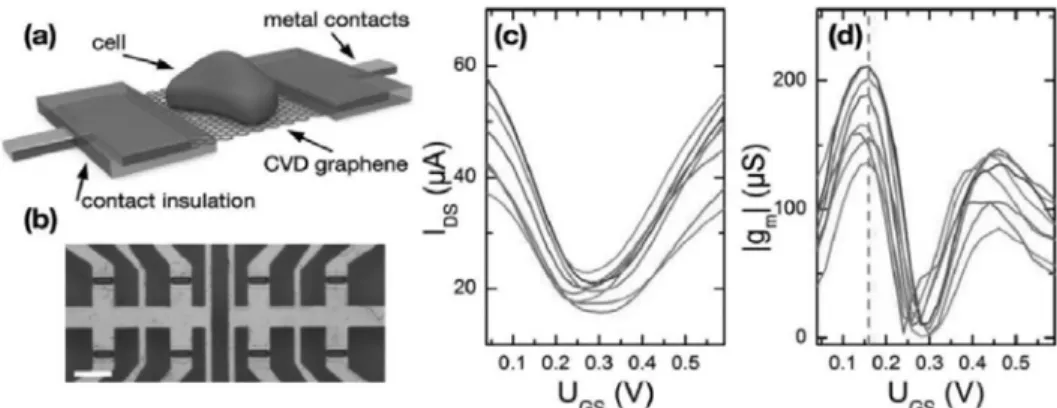 Figure 15. (a) 게이트에 세포가 놓인 G-SGFET의 개략도. (b) G-SGFET의 소자들. (c) 어래이를 이용 HL-1  세포에서 측정된 게이트 전위 대비 전류와 (d)  게이트 전위 대비 Transconductance[49]