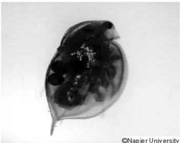 Figure 5. Fluorescent nanoparticles in water flea (Daphnia  magna) [3]. 이송과  증산작용에  제한인자로  작용하며  최근  식물을  대상으로  한  연구결과[24]로부터  보다  상세한  정보를  얻을  수  있다