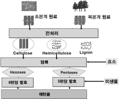 Figure 5.   목질계 에탄올 생산 과정. 따라서 효율적인 전처리 공정 개발을 위해서는 먼 저 전처리 기술에 대한 이해가 필요하다.  앞에서  설명한대로  목질계  원료로부터  에탄올을  생산하 기  위해서는  주  성분인  셀룰로스,  헤미셀룰로스,  리그닌중 에탄올로 전환 가능한 성분인 셀룰로스 와 헤미셀룰로스를 분리하는 전처리 과정이 필요 하다