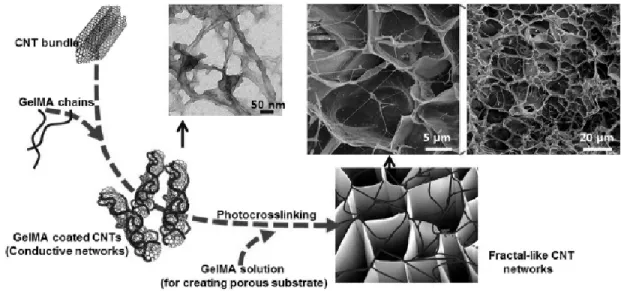 Figure 1. Fractal-like CNT-GelMA hydrogel의 제작.