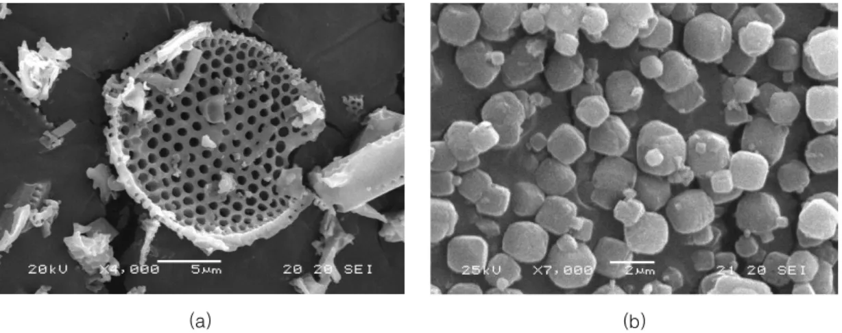 Figure  1.  SEM  pictures  of  (a)  celite  and  (b)  zeolite.