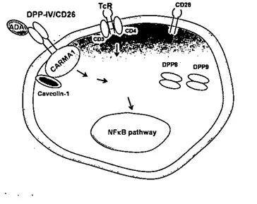 Figure 2. Signalings involved in DPP-IV-mediated T-cel1 aclivution. Cell-surface CD26 / DPP-IV interacts wit.h adenosinc deaminase(ADA)