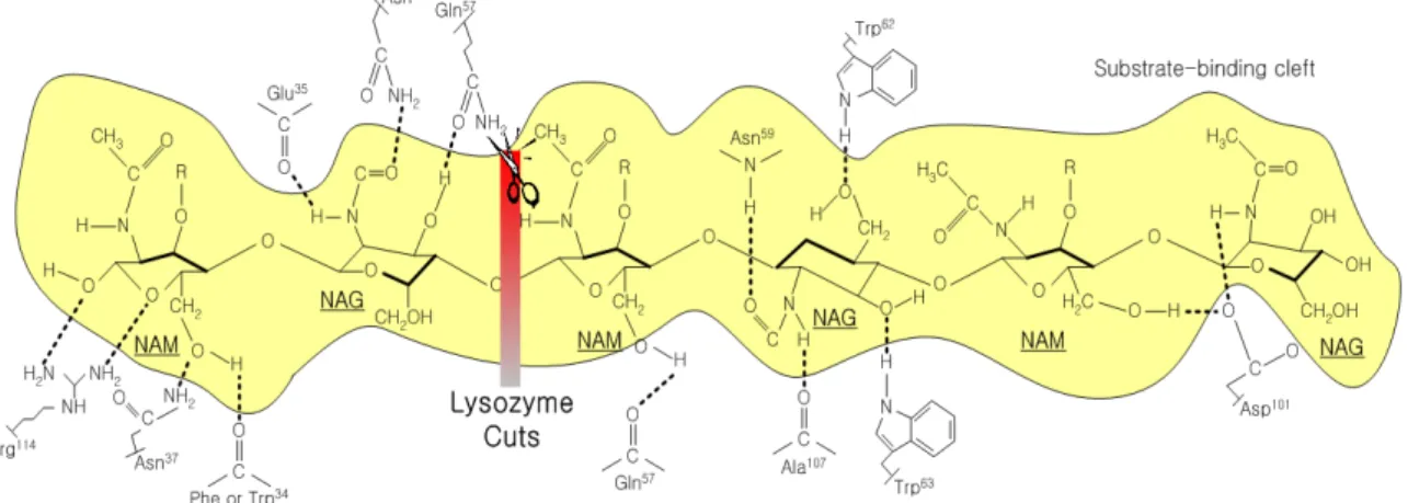 Figure 1. The lysozyme reaction. 