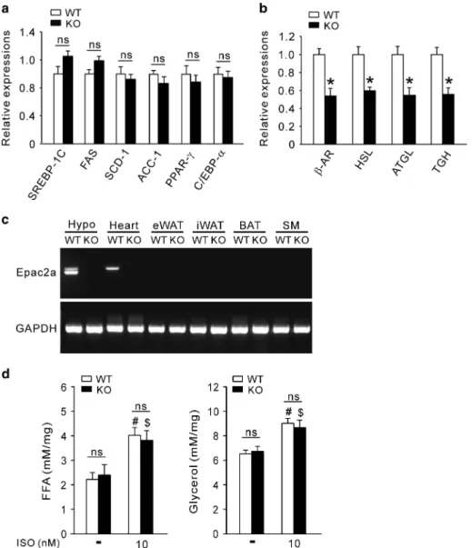 Figure 2. Adipocytes in Epac2a KO mice lower lipolytic gene expression but lipolytic activity remains normal in response to beta-adrenergic stimulation