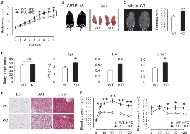 Figure 4. Effects of Epac2a ablation on high-fat diet-induced obesity. (a) Body weights of WT and Epac2a KO mice fed a high-fat diet (HFD) for 8 weeks (n = 9)