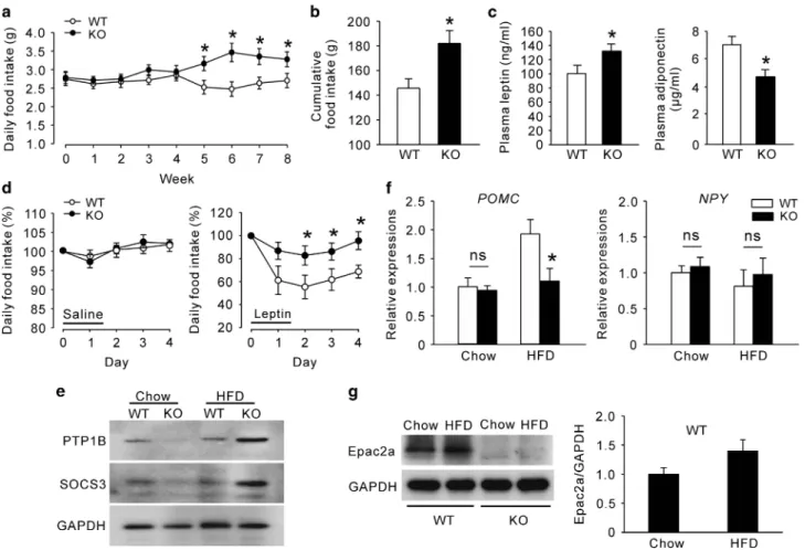 Figure 5. Epac2a knockout results in a severer high-fat diet-induced leptin resistance