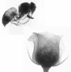 Figure 2. An example of X-ray radiograph. The image was  digitally synthesized with separate bee and rose images.
