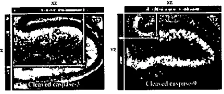 Figure 3. Confocal microscopic images for the colocalization of caspase-3 or -9 (FITC)