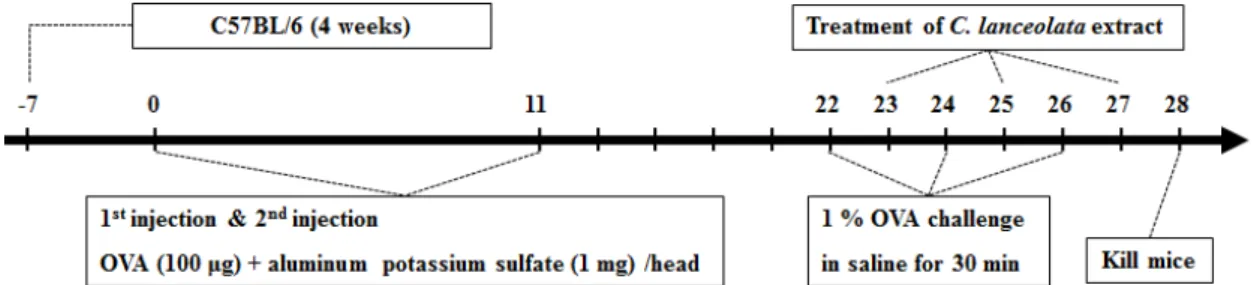 Fig.  1.  Experimental  design  used  in  the  current  study.  Intraperitoneal  injection  (i.p.)  of  OVA  (100  μg)  dissolved  in  alum  (1  mg)  was  administered  to  mice  on  days  0  and  11,  and  OVA-challenge  was  delivered  on  days  22,  24 