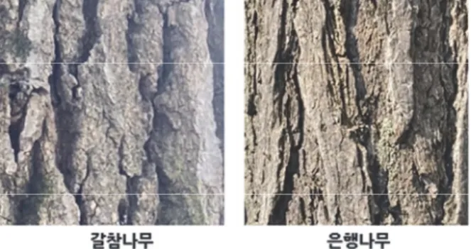 Figure  7.  Confusion  matrix  predicted  by  VGG-19,  using  bark  images  of  untrained  species