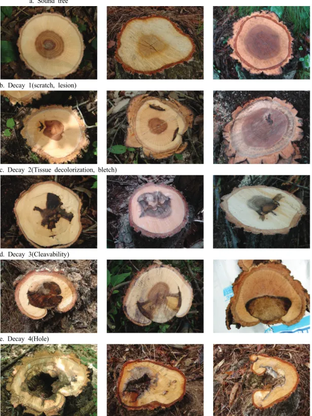 Figure 2. Survey on types of decay in Q. mongolica and Q. variabilis.