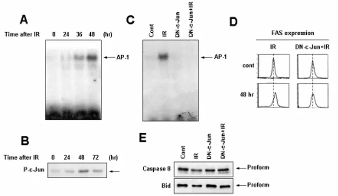 Figure 2. Radiation-induced transcriptional upregulation  of Fas is dependent on AP-1 activation