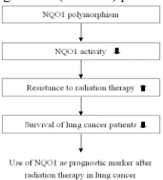 Figure 1. Hypothesis: NQO 1 polymorphism &amp; survival  2.  Materials and Methods 
