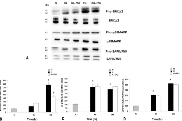 Fig. 5.  (A) Western blot results of mitogen-activated protein kinase (MAPK) pathway in the neuronal cells