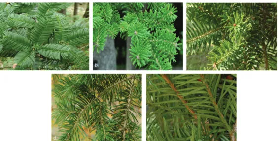 Figure 2. Five species of coniferous trees with difficulty in visual identification used in the study (a