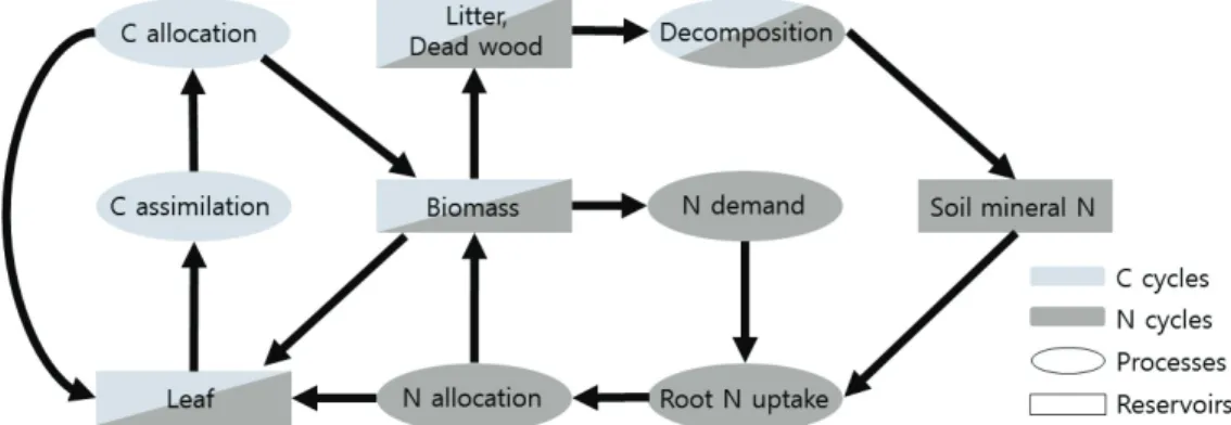 Figure 2. Common integrating method of C and N cycles in forest C and N cycle models.