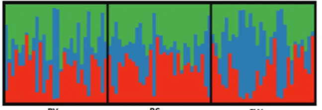 Figure 2. Bayesian clustering analysis of sub-populations of  Abies koreana in Mt. Jiri the visualization with proportions of  each cluster at the individuals from  K=3, respectively