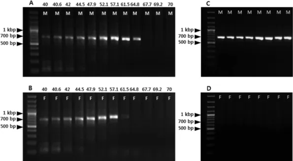 Figure 2. The results of gradient PCR to detect optimal annealing temperature showing the polymorphic pattern between male (M) and female (F) trees using the SCAR-GBM primer set (A and B), Annealing temperature( o C) steps for gradient PCR were shown above