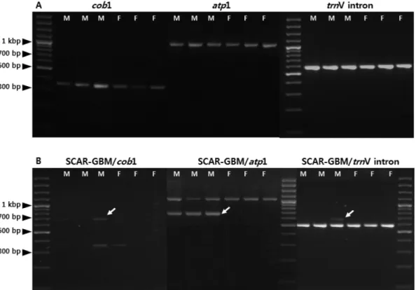 Figure 3. Multiplex PCR products using three combinations of SCAR-GBM and cytoplasmic primer sets