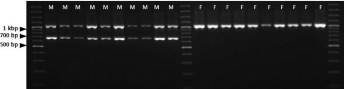 Figure 5. The results of gradient PCR to detect optimal annealing temperature showing the polymorphic pattern between male (M) and female (F) trees using the SCAR-GBM/ atp1 primer combination.